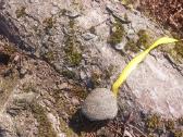 Parduodamas kaštonas mazesne nei malku kaina - nuotraukos Nr. 5