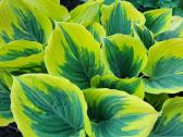 Parduodu melsves (hosta) ir pavėsio augalus - nuotraukos Nr. 4