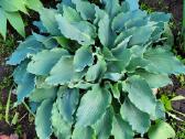 Parduodu melsves (hosta) ir pavėsio augalus - nuotraukos Nr. 28