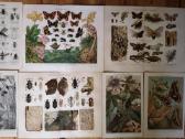 Litografijos senos 1894-1905 - nuotraukos Nr. 2