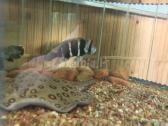 Akcija! -10% Akvariumų gamyba. Pigūs akvariumai - nuotraukos Nr. 15