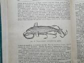 Л . П. Сабанеев " Жизнь и ловля пресноводных рыб" - nuotraukos Nr. 8