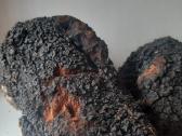 Chaga,juodasis beržo grybas, Čaga Įžulnusis skylen - nuotraukos Nr. 5