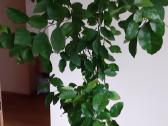 Parduodama karpazole,pomelos, anona - nuotraukos Nr. 3