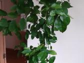 Parduodama karpazole,pomelos, anona - nuotraukos Nr. 4