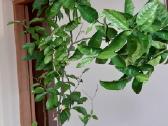 Parduodama karpazole,pomelos, anona - nuotraukos Nr. 9