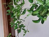 Parduodama karpazole,pomelos, anona - nuotraukos Nr. 11