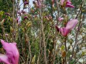 Magnolijos - nuotraukos Nr. 3
