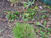 Laistymo sistemos- Rainbird įranga- 5 m. garantija - nuotraukos Nr. 17