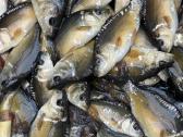 Karpių mailius įžuvinimui 5.99eur/kg.karpiukai - nuotraukos Nr. 17