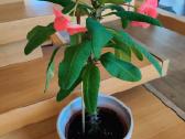 Kambarinė gėlė"euphorbia marginata".