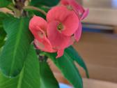 Kambarinė gėlė"euphorbia marginata". - nuotraukos Nr. 2