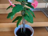 Kambarinė gėlė"euphorbia marginata". - nuotraukos Nr. 4
