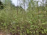Gudobelės ir kiti nelepūs gyvatvoriniai augalai - nuotraukos Nr. 22