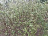 Gudobelės ir kiti nelepūs gyvatvoriniai augalai - nuotraukos Nr. 10