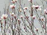 Hortenzijos, Pušys, Tujos,magnolijos, Kiti Augalai - nuotraukos Nr. 23