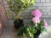 Tuju ispardavimas Smaragd 1.5-2m, krumai geles - nuotraukos Nr. 7