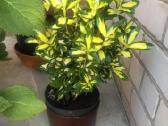 Tuju ispardavimas Smaragd 1.5-2m, krumai geles - nuotraukos Nr. 6