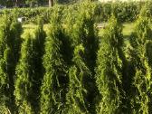 Tuju ispardavimas Smaragd 1.5-2m, krumai geles