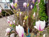 Magnolijos , azalijos, rododendrai - nuotraukos Nr. 17