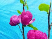 Magnolijos , azalijos, rododendrai - nuotraukos Nr. 19