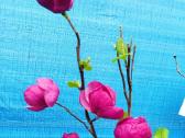 Magnolijos , azalijos, rododendrai - nuotraukos Nr. 20