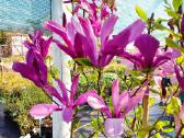 Magnolijos , azalijos, rododendrai - nuotraukos Nr. 18
