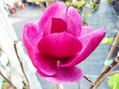 Magnolijos , azalijos, rododendrai - nuotraukos Nr. 7
