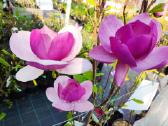 Magnolijos , azalijos, rododendrai - nuotraukos Nr. 22