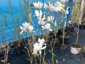 Magnolijos , azalijos, rododendrai - nuotraukos Nr. 23