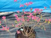 Magnolijos , azalijos, rododendrai - nuotraukos Nr. 32