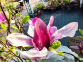 Magnolijos , azalijos, rododendrai - nuotraukos Nr. 25