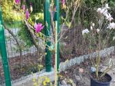 Magnolijos , azalijos, rododendrai - nuotraukos Nr. 26