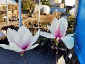 Magnolijos , azalijos, rododendrai - nuotraukos Nr. 33