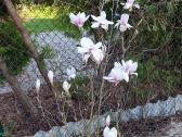 Magnolijos , azalijos, rododendrai - nuotraukos Nr. 34
