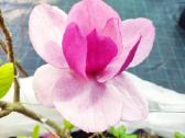 Magnolijos , azalijos, rododendrai - nuotraukos Nr. 36