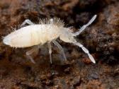 Kolembolos (Springtails) - nuotraukos Nr. 5