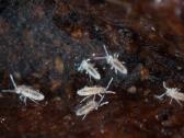 Kolembolos (Springtails) - nuotraukos Nr. 4