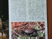 Lankstinukas 50 Litų 2012 m. Balinis Vėžlys - nuotraukos Nr. 7