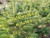 Tujos Brabant, Columna, šluotelinės hortenzijos - nuotraukos Nr. 11