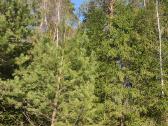 Parduodamas 0,82ha žemės ūkio paskirties sklypas - nuotraukos Nr. 2