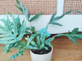 Kambarinė gėlė "Blue Fern".