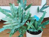 Kambarinė gėlė "Blue Fern". - nuotraukos Nr. 3