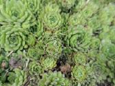 Daugiamečiai augalai - Šilropes, - ribotas kiekis - nuotraukos Nr. 10