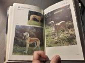 Книги о собаках - nuotraukos Nr. 3