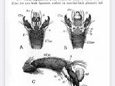 J. Krščiūnas “bitininkystė knyga. Pdf formatu - nuotraukos Nr. 4