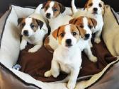 Džeko Raselo terjerai - Jack Russell terrier - nuotraukos Nr. 5