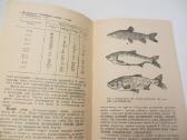 Knyga šilto vandens naudojimas žuvų auginimui 1985 - nuotraukos Nr. 8