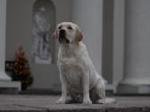 Labradoro retriveris reproduktorius - nuotraukos Nr. 30
