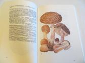 Knyga Kišeninė grybautojų knyga. Vokiškai. 1987 - nuotraukos Nr. 13
